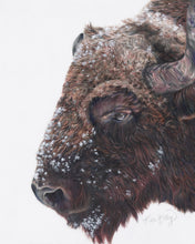 Load image into Gallery viewer, "Buffalo Chill" Fine Art Print and Canvas