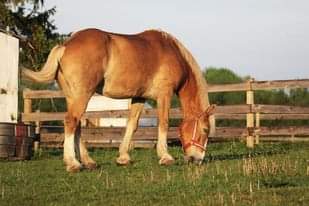 I met a horse named Jack