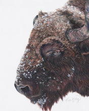 Load image into Gallery viewer, &quot;Buffalo Chill&quot; Fine Art Print and Canvas

