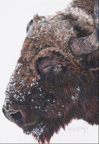 Buffalo Chill Note Cards